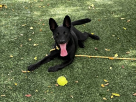 Shelter Stray Male Dog last seen , West Valley Animal Shelter, 20655 Plummer St, Chatsworth, CA 91311, USA