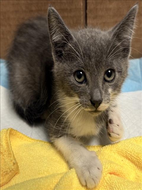 Shelter Stray Unknown Cat last seen , West Valley Animal Shelter, 20655 Plummer St, Chatsworth, CA 91311, USA