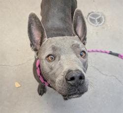 Shelter Stray Male Dog last seen , 4000 N Silverbell Rd, Tucson, AZ 85745, USA