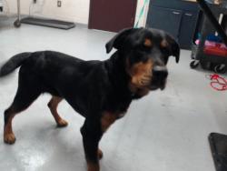 Shelter Stray Male Dog last seen Near SANDEROSA RD, FAYETTEVILLE NC 28312, 4704 Corporation Dr, Fayetteville, NC 28306, USA