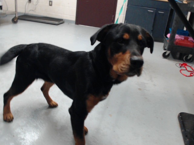 Shelter Stray Male Dog last seen Near SANDEROSA RD, FAYETTEVILLE NC 28312, 4704 Corporation Dr, Fayetteville, NC 28306, USA