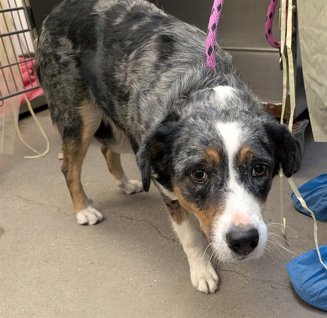 Shelter Stray Female Dog last seen , 4000 N Silverbell Rd, Tucson, AZ 85745, USA