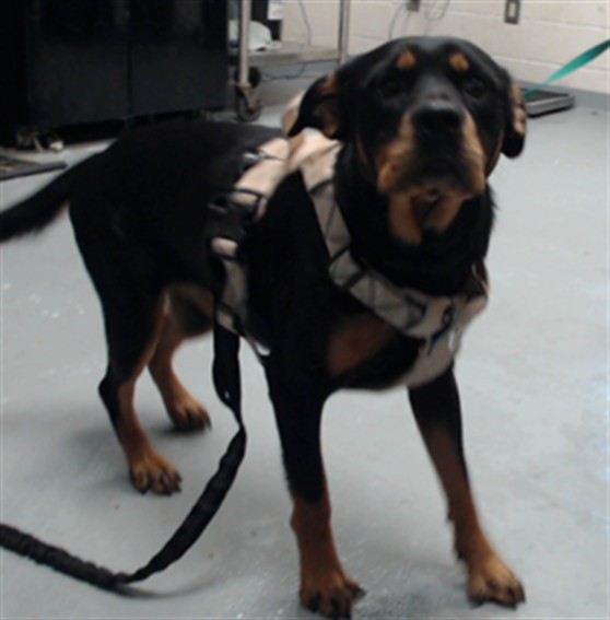 Shelter Stray Female Dog last seen Near SANDEROSA RD, FAYETTEVILLE NC 28312, 4704 Corporation Dr, Fayetteville, NC 28306, USA