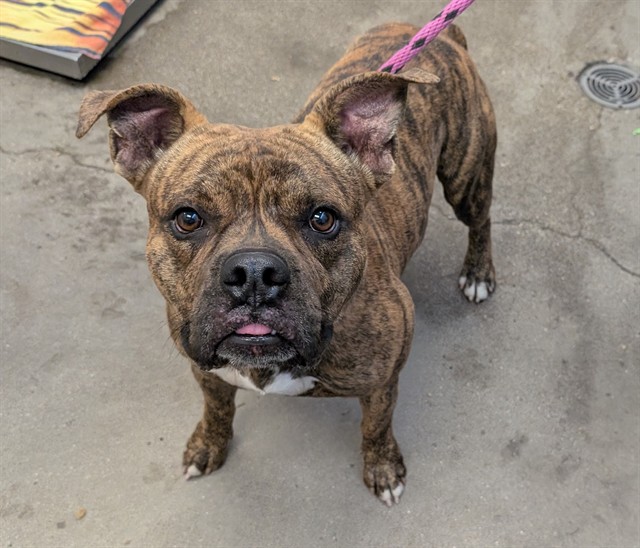 Shelter Stray Male Dog last seen , 4000 N Silverbell Rd, Tucson, AZ 85745, USA