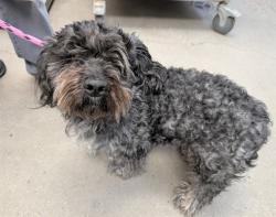 Shelter Stray Male Dog last seen , 4000 N Silverbell Rd, Tucson, AZ 85745, USA