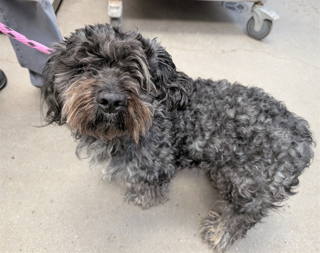 Shelter Stray Male Dog last seen , 4000 N Silverbell Rd, Tucson, AZ 85745, USA