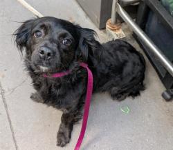 Shelter Stray Female Dog last seen , 4000 N Silverbell Rd, Tucson, AZ 85745, USA
