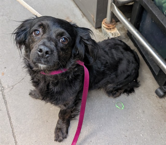 Shelter Stray Female Dog last seen , 4000 N Silverbell Rd, Tucson, AZ 85745, USA