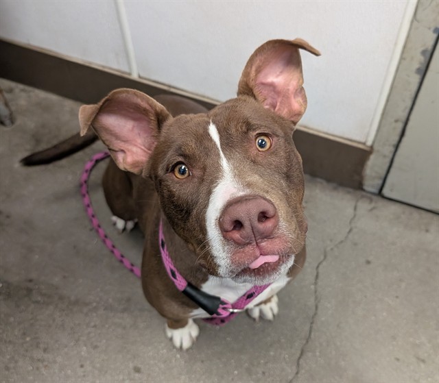 Shelter Stray Female Dog last seen , 4000 N Silverbell Rd, Tucson, AZ 85745, USA