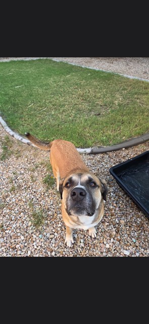 Shelter Stray Unknown Dog last seen , 1150 11 Mile Corner, Casa Grande, AZ 85194, USA