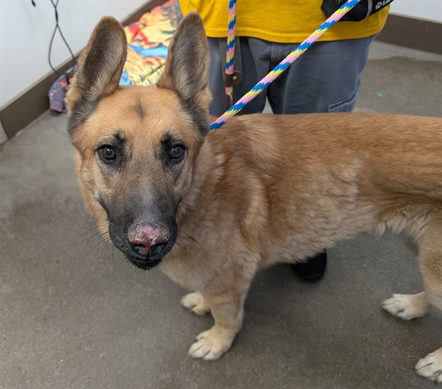 Shelter Stray Male Dog last seen , 4000 N Silverbell Rd, Tucson, AZ 85745, USA