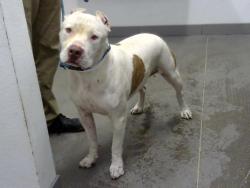 Shelter Stray Male Dog last seen 67TH AVE AND GLENDALE AVE, 1920 S Lewis, Mesa, AZ 85210, USA