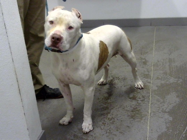 Shelter Stray Male Dog last seen 67TH AVE AND GLENDALE AVE, 1920 S Lewis, Mesa, AZ 85210, USA