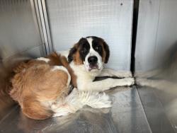 Shelter Stray Male Dog last seen PRINCESS DR AND 90TH PL, 1920 S Lewis, Mesa, AZ 85210, USA