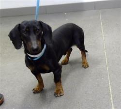 Shelter Stray Male Dog last seen Near BLOCK W LEATHERWOOD AVE, 1920 S Lewis, Mesa, AZ 85210, USA