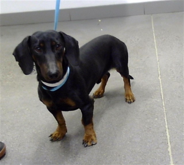 Shelter Stray Male Dog last seen Near BLOCK W LEATHERWOOD AVE, 1920 S Lewis, Mesa, AZ 85210, USA