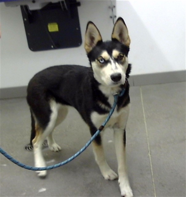 Shelter Stray Female Dog last seen 40TH ST AND VINEYARD RD, 1920 S Lewis, Mesa, AZ 85210, USA