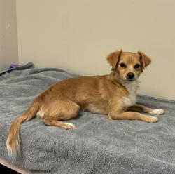 Shelter Stray Male Dog last seen , 38550 Sierra Hwy, Palmdale, CA 93550, USA