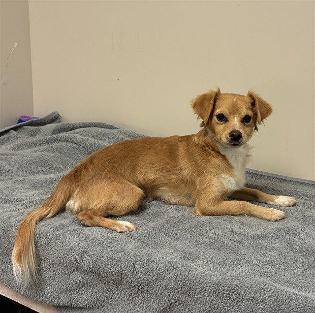 Shelter Stray Male Dog last seen , 38550 Sierra Hwy, Palmdale, CA 93550, USA