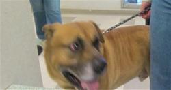 Shelter Stray Male Dog last seen OLD LAKESHORE DR, 2811 SE 29th St, Oklahoma City, OK 73129, USA