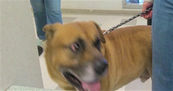 Shelter Stray Male Dog last seen OLD LAKESHORE DR, 2811 SE 29th St, Oklahoma City, OK 73129, USA