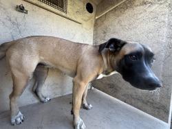 Shelter Stray Unknown Dog last seen Near BLOCK S CHOCTAW RD, CHOCTAW OK 73020, 2811 SE 29th St, Oklahoma City, OK 73129, USA