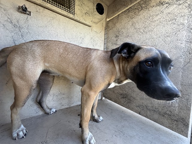 Shelter Stray Unknown Dog last seen Near BLOCK S CHOCTAW RD, CHOCTAW OK 73020, 2811 SE 29th St, Oklahoma City, OK 73129, USA
