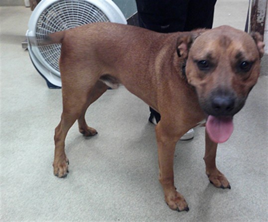 Shelter Stray Male Dog last seen Near BLOCK DEL PORTE ROAD DEL CITY, 2811 SE 29th St, Oklahoma City, OK 73129, USA