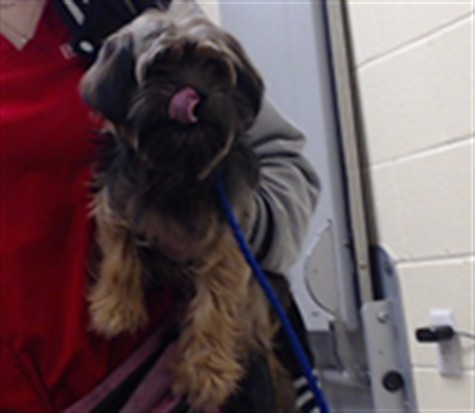 Shelter Stray Female Dog last seen Near BLOCK S OSCEOLA ST, DENVER CO 80219, 1241 W Bayaud Ave, Denver, CO 80223, USA