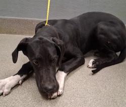 Shelter Stray Male Dog last seen Near BLOCK ASTORVILLE CT, LAS VEGAS NV 89110, 655 N Mojave Rd, Las Vegas, NV 89101, USA