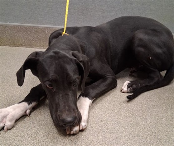 Shelter Stray Male Dog last seen Near BLOCK ASTORVILLE CT, LAS VEGAS NV 89110, 655 N Mojave Rd, Las Vegas, NV 89101, USA