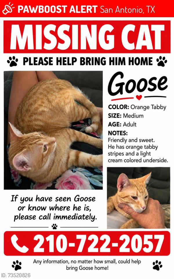 Lost Male Cat last seen Cross canyon, perennial, San Antonio, TX 78232