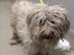 Shelter Stray Male Dog last seen Near BLOCK SARI DR, LAS VEGAS NV 89110, 655 N Mojave Rd, Las Vegas, NV 89101, USA