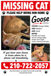 Lost Male Cat last seen Cross canyon, perennial, San Antonio, TX 78232