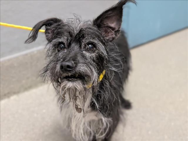 Shelter Stray Male Dog last seen Near BLOCK SARI DR, LAS VEGAS NV 89110, 655 N Mojave Rd, Las Vegas, NV 89101, USA