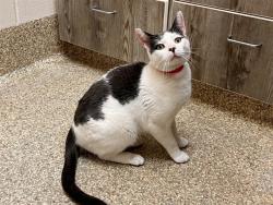Shelter Stray Male Cat last seen Near BLOCK EASTONVILLE RD, PEYTON CO 80831, 610 Abbot Ln, Colorado Springs, CO 80905, USA