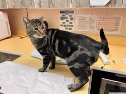 Shelter Stray Male Cat last seen Near BLOCK STONEDIKE DR, COLORADO SPRINGS, CO 80907, 610 Abbot Ln, Colorado Springs, CO 80905, USA