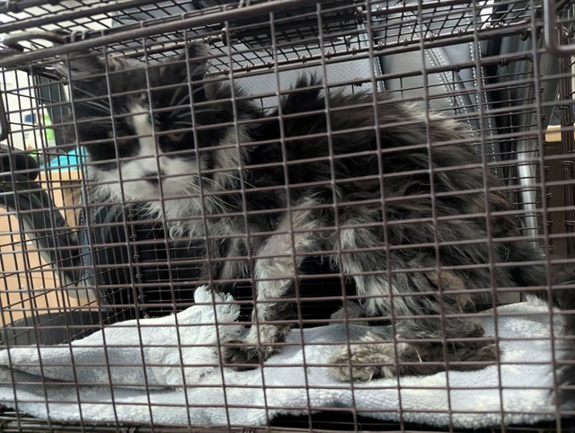 Shelter Stray Female Cat last seen Near BLOCK N EL PASO ST, COLORADO SPRINGS CO 80907, 610 Abbot Ln, Colorado Springs, CO 80905, USA