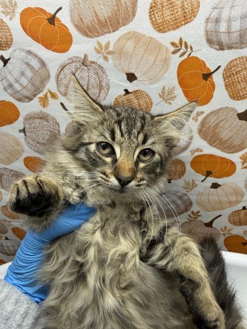 Shelter Stray Female Cat last seen SPRUCE ST \ MULBERRY ST, RIVERSIDE, CA, 6851 Van Buren Boulevard, Jurupa Valley, CA 92509, USA