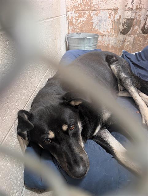 Shelter Stray Male Dog last seen Near BLOCK TEXAS ST NE, 8920 Lomas Blvd NE, Albuquerque, NM 87112, USA
