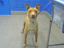 Shelter Stray Male Dog last seen , 8920 Lomas Blvd NE, Albuquerque, NM 87112, USA
