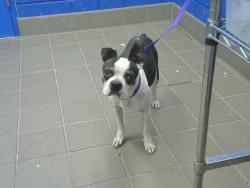 Shelter Stray Male Dog last seen , 8920 Lomas Blvd NE, Albuquerque, NM 87112, USA