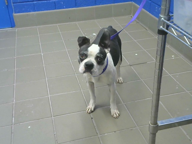Shelter Stray Male Dog last seen , 8920 Lomas Blvd NE, Albuquerque, NM 87112, USA
