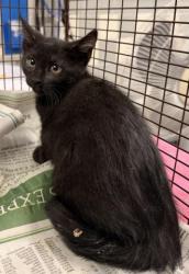 Shelter Stray Female Cat last seen , 957 N Gaffey St, San Pedro, CA 90731, USA