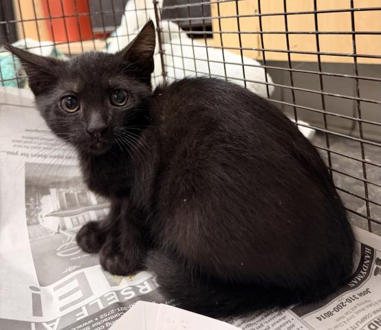 Shelter Stray Female Cat last seen , 957 N Gaffey St, San Pedro, CA 90731, USA