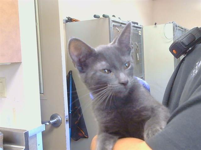 Shelter Stray Male Cat last seen HASKELL AVE/KIMBERLY HILL CT, 95608, 3839 Bradshaw Rd, Sacramento, CA 95827, USA