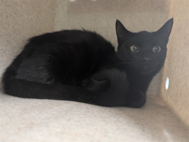 Shelter Stray Female Cat last seen , 4275 Elton St, Baldwin Park, CA 91706, USA