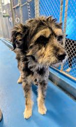 Shelter Stray Male Dog last seen GOLDEN STATE AVE / Q ST, BAKERSFIELD, CA, 201 S Mt Vernon Ave, Bakersfield, CA 93307, USA