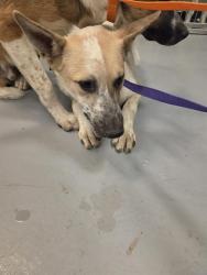 Shelter Stray Male Dog last seen Near BLOCK W. 5TH ST. SAN JACINTO, 581 S Grand Ave, San Jacinto, CA 92582, USA