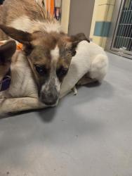 Shelter Stray Male Dog last seen Near BLOCK W. 5TH ST. SAN JACINTO, 581 S Grand Ave, San Jacinto, CA 92582, USA